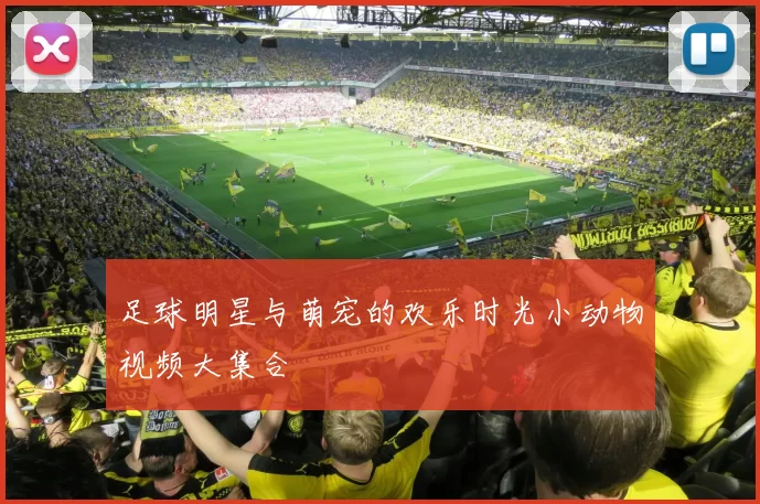 足球明星与萌宠的欢乐时光小动物视频大集合